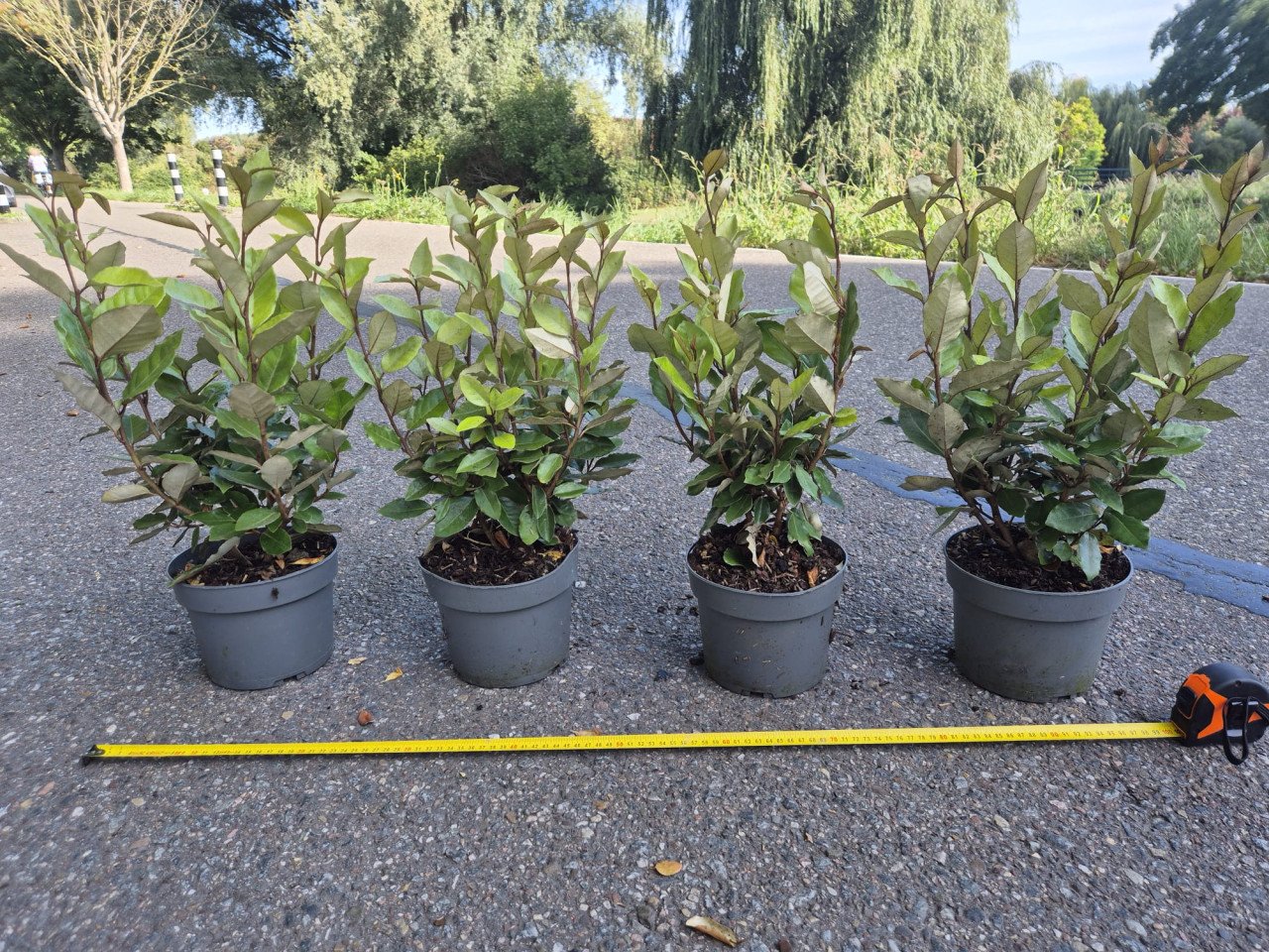 Olijfwilg 'compacta' haagplanten 40-50 cm
