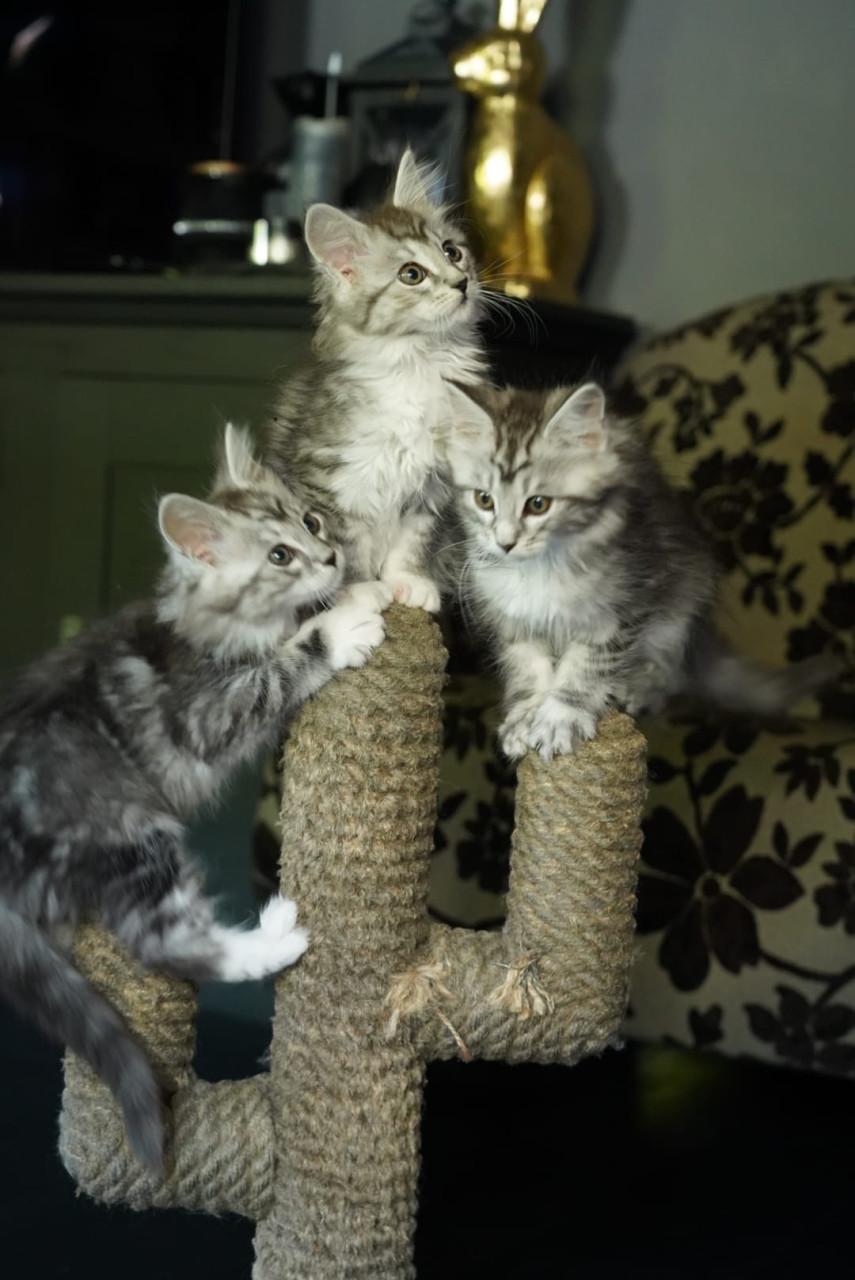 Maine coon kittes 3 poesjes