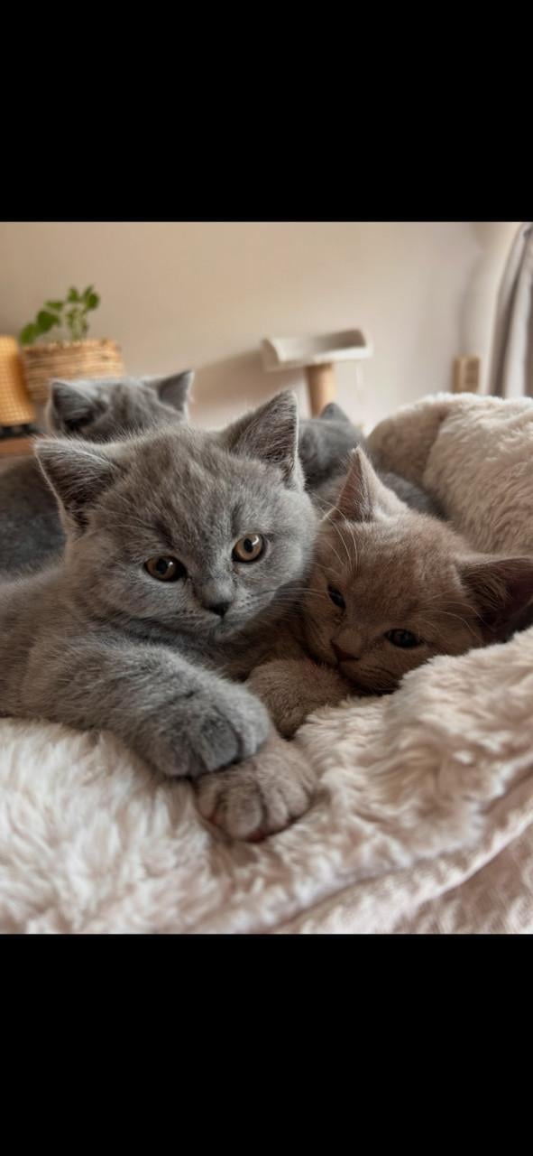 Brits korthaar kittens met stamboom