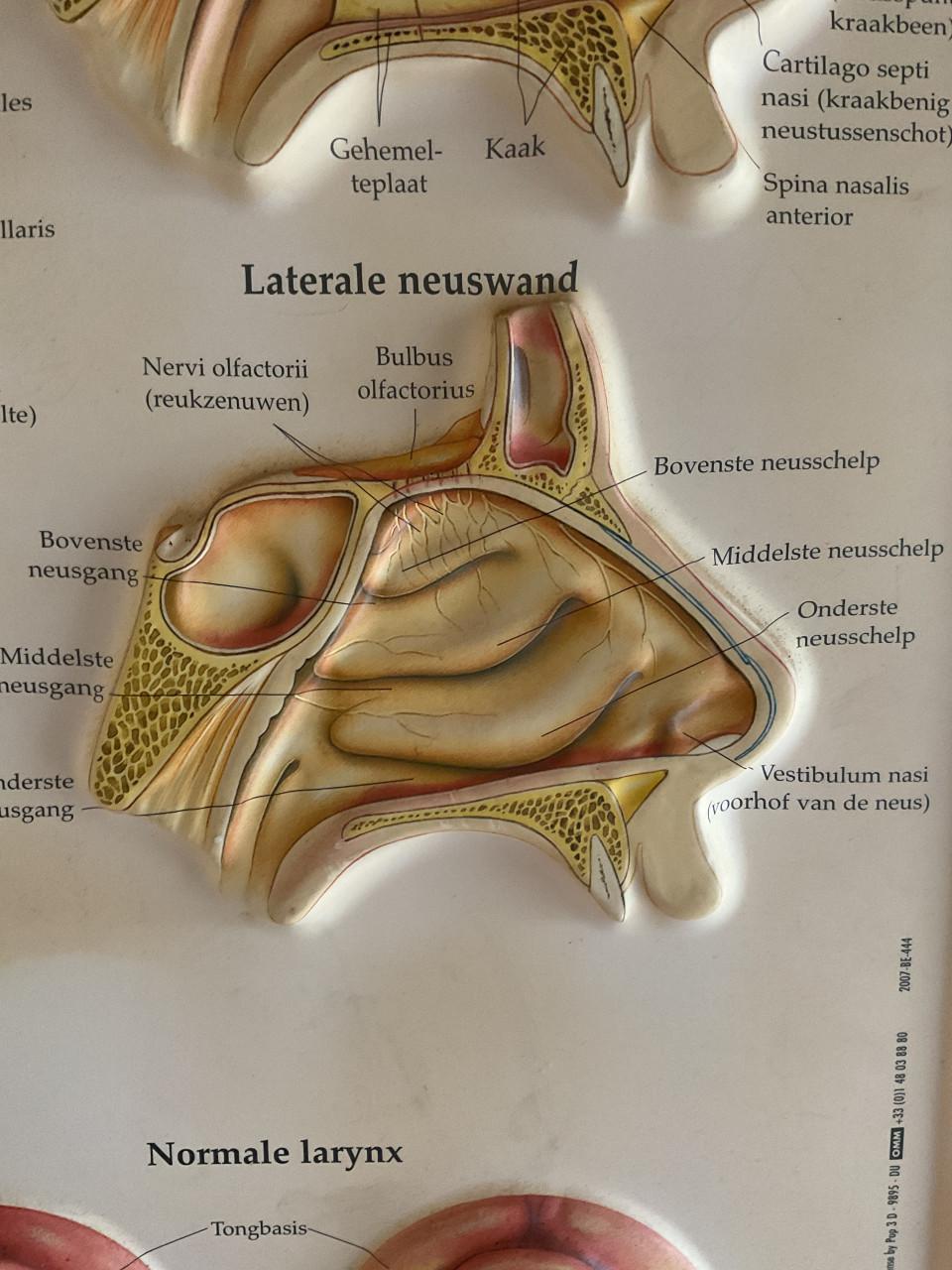 Medische wandkaart Neus , keel , oor