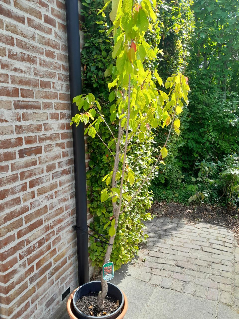 Laagstam kersenboom Bigarreau Burlat