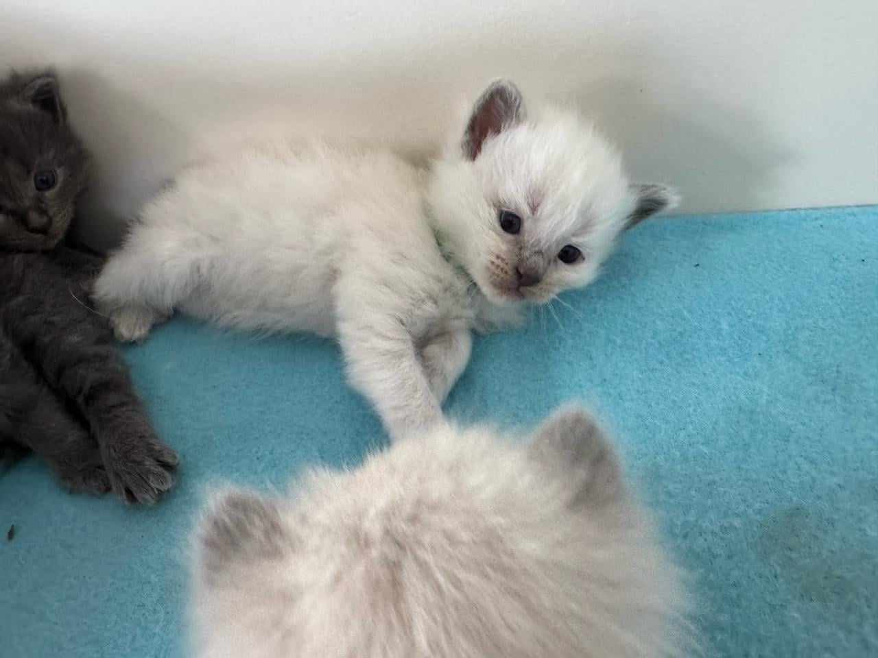 Ragdoll x Nebelung kittens katertjes en poesjes beschikbaar
