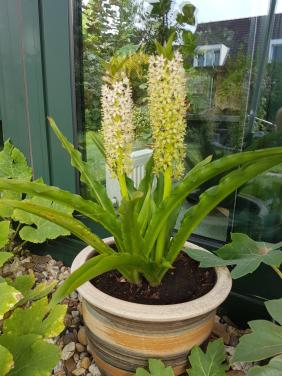3 jonge planten van de Eucomis. Ananasplant of Kuiplelie.