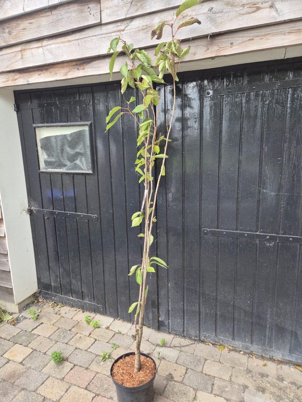 Japanse sierkers, oftewel de Prunus Serrulata Amanogawa.