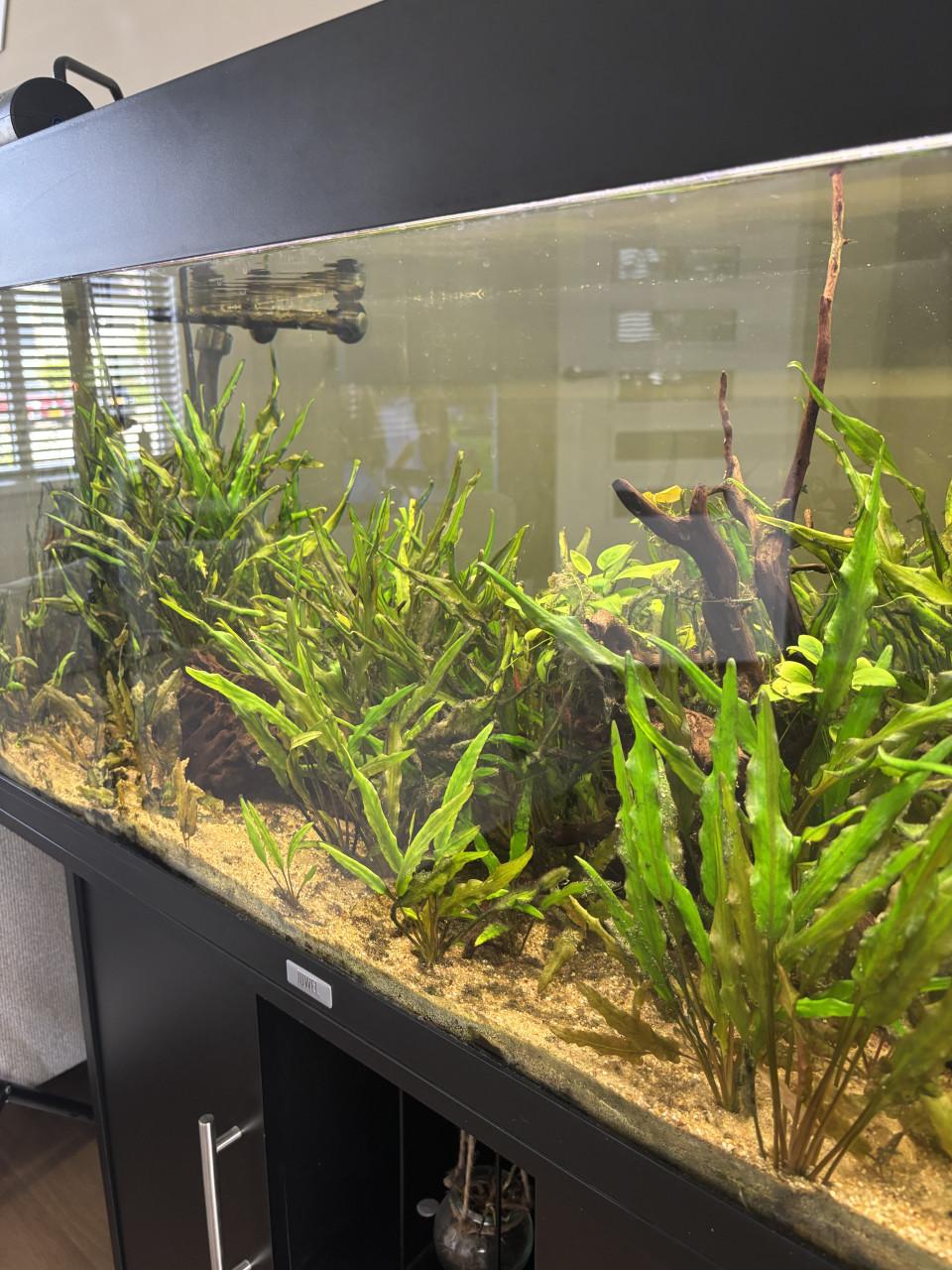 Aquarium met kast