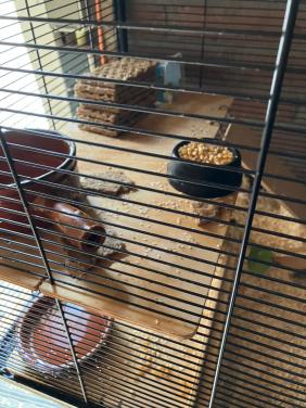 Hamsterkooi met hamster.