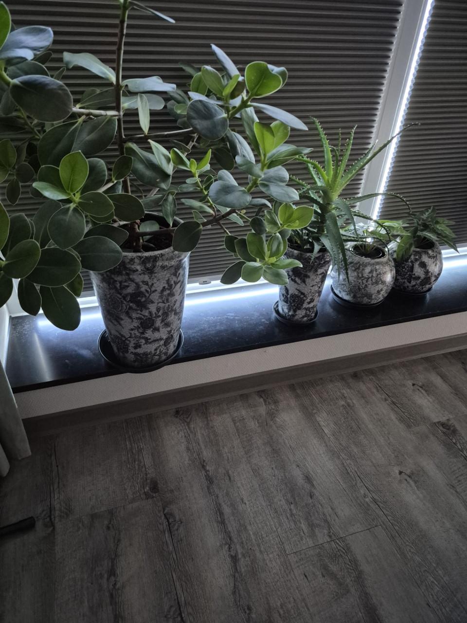 Prachtige serie bloempotten (PTMD) inclusief planten