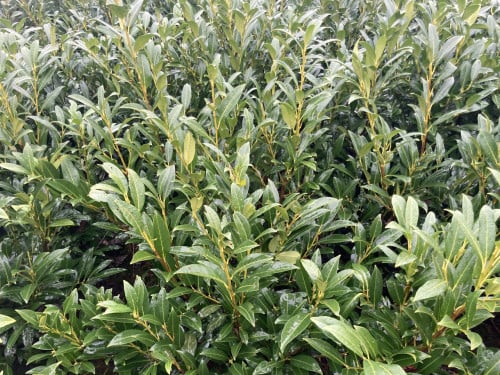 Laurierstruiken Prunus Novita/Herbergii