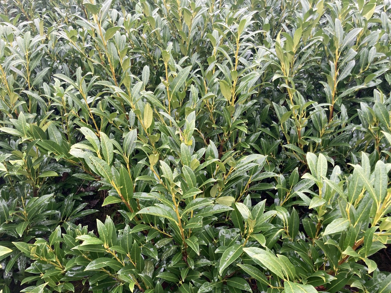 Laurierstruiken Prunus Novita/Herbergii