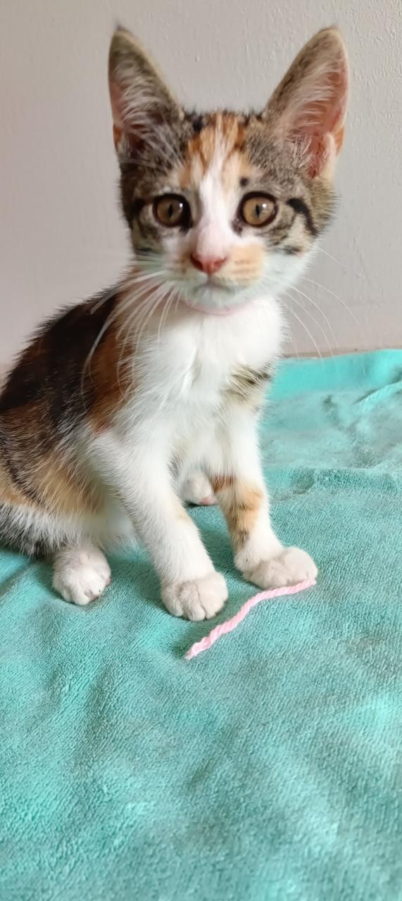 Mooie en lieve kittens