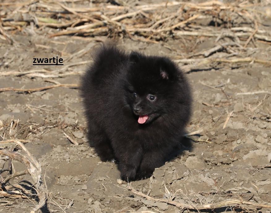 Pomeriaan pups ( teefjes )