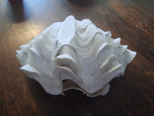 Grote schelp