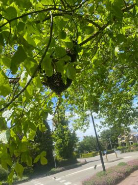 Bijenzwerm 🐝🐝🐝🐝