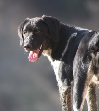 Alora Dog Rescue: Macho, deze knuffelbeer zoekt wil zo graag een thuis