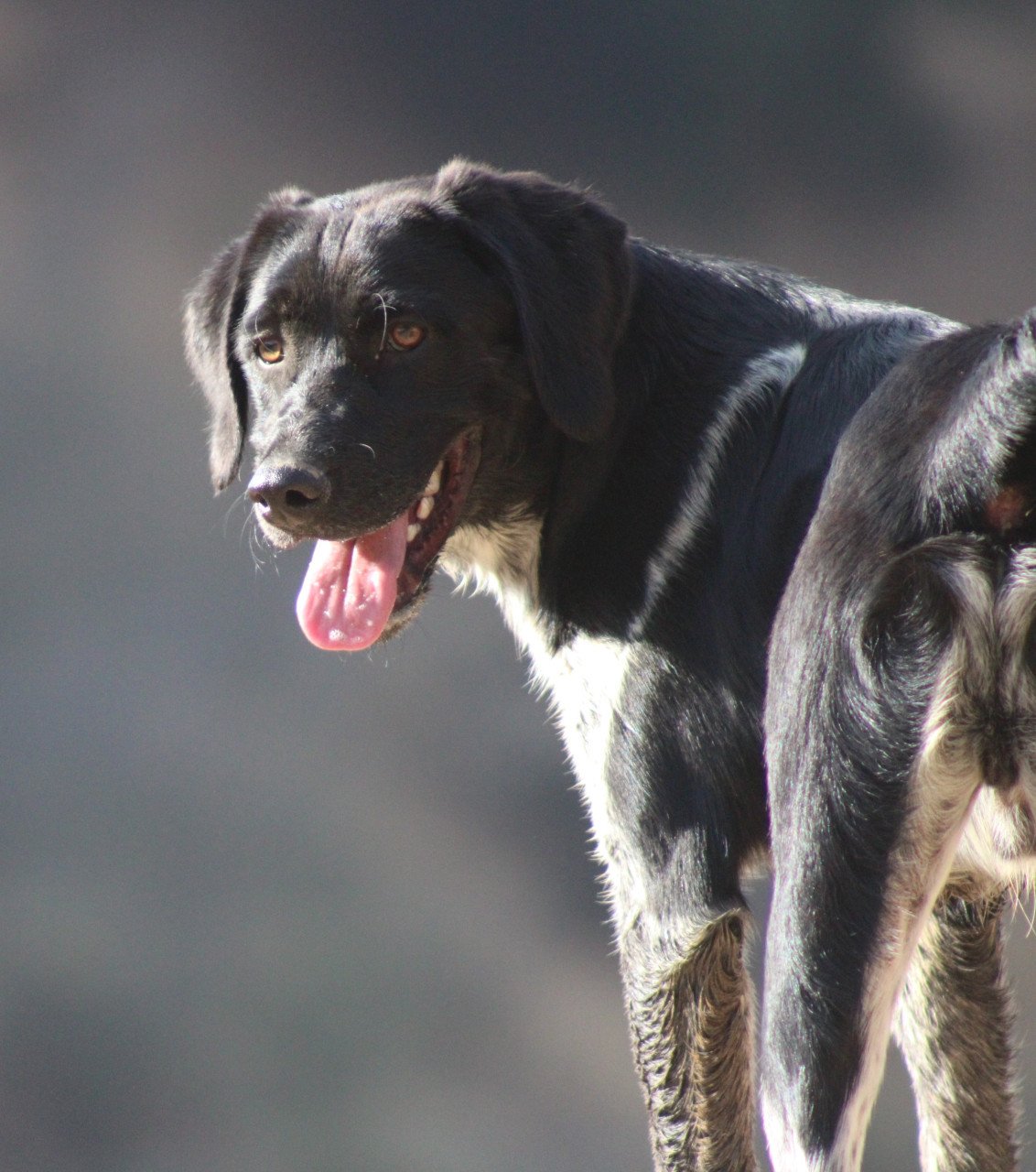 Alora Dog Rescue: Macho, deze knuffelbeer zoekt wil zo graag een thuis