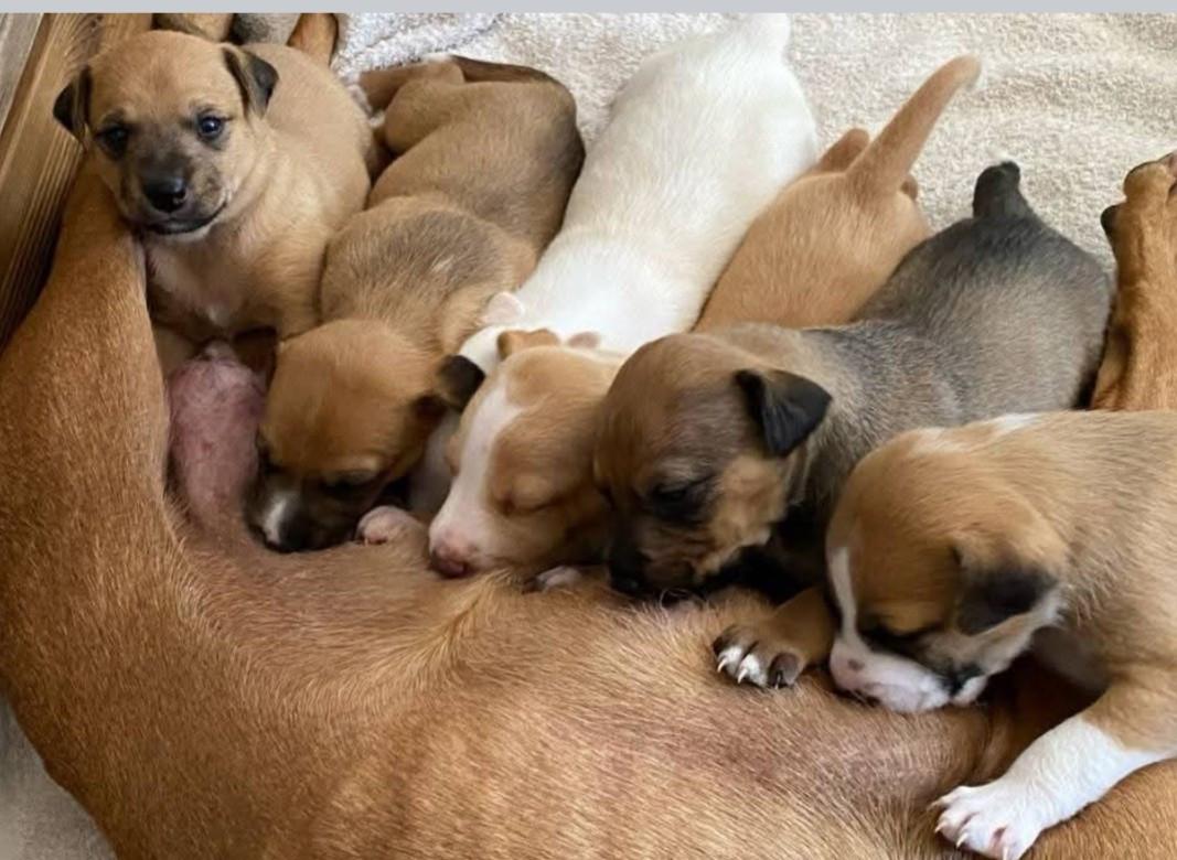 Slimme lieve sociale reu 4mnd