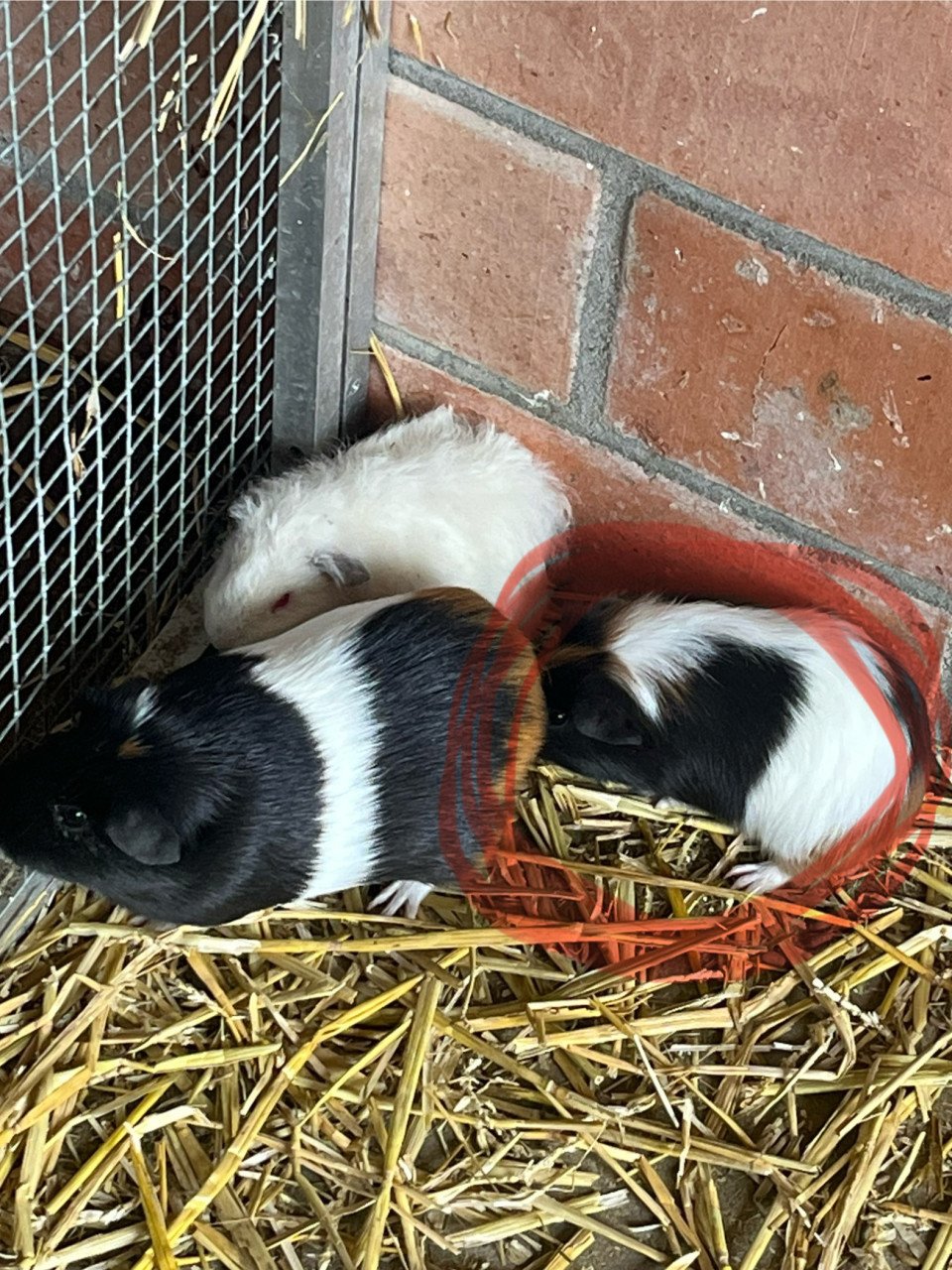 Cavia