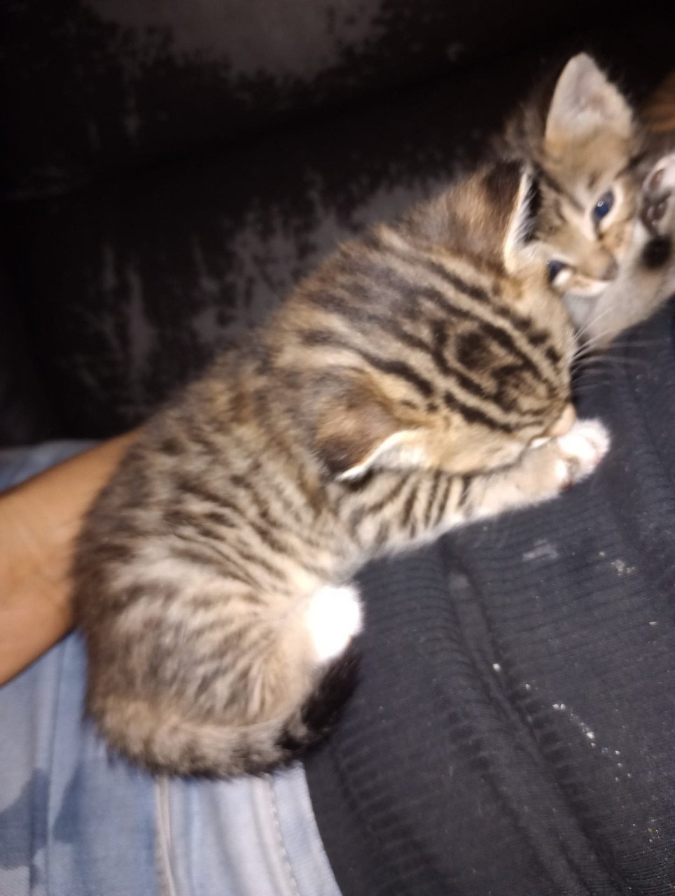 2 bengaal kittens