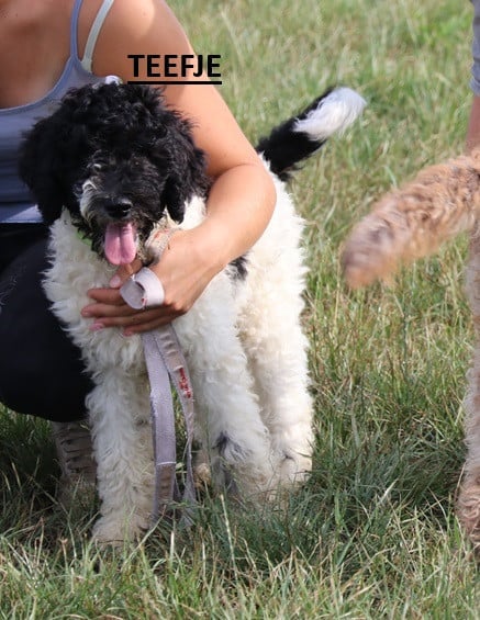 Doodle pups beschikbaar