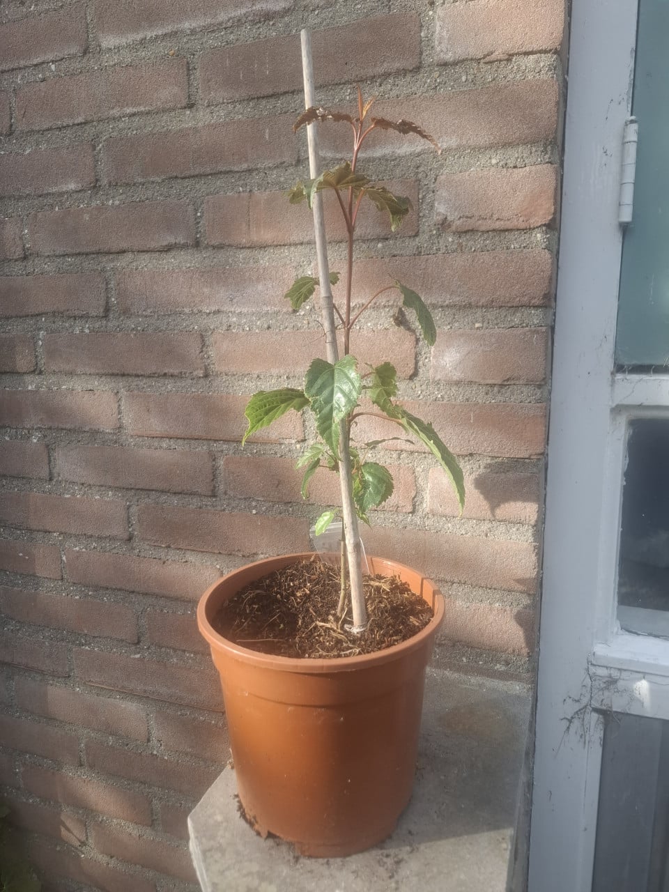 Bijzondere Slangenhuid Esdoorn