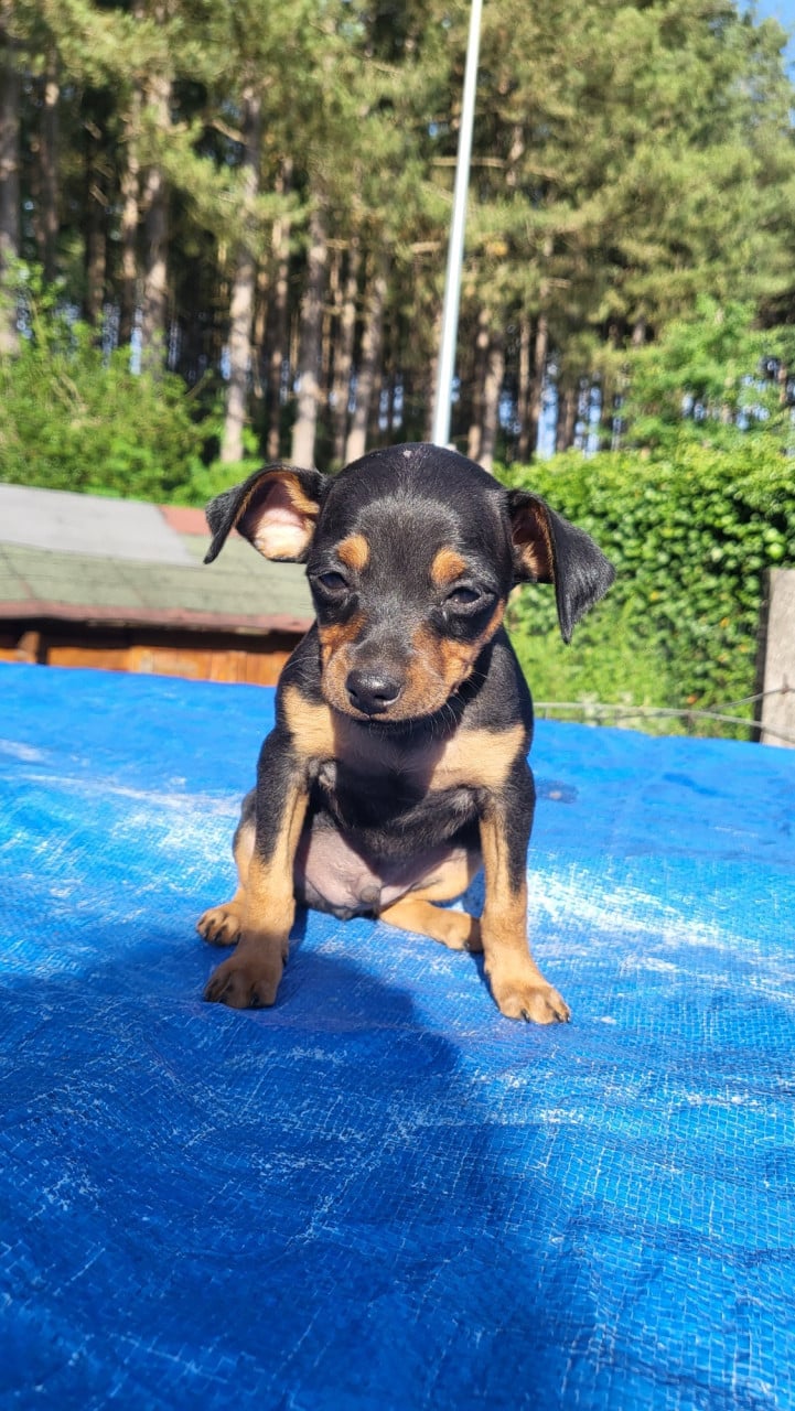 2 dwergpinscher reutjes
