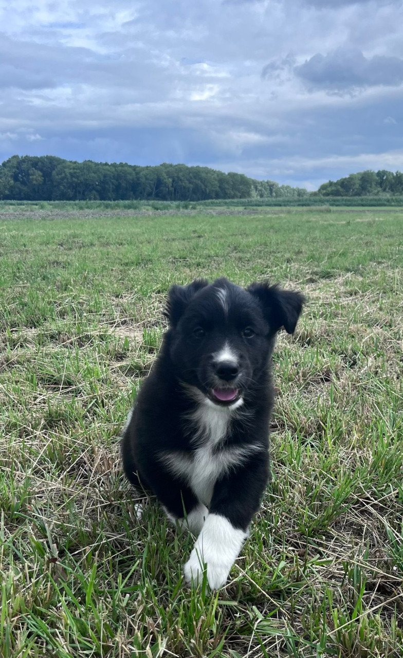Prachtige pups te koop