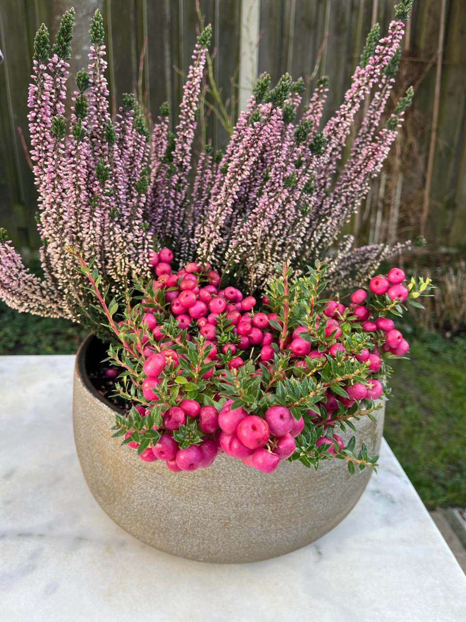 Heideplant met Parelbes in pot op bistrostoeltje