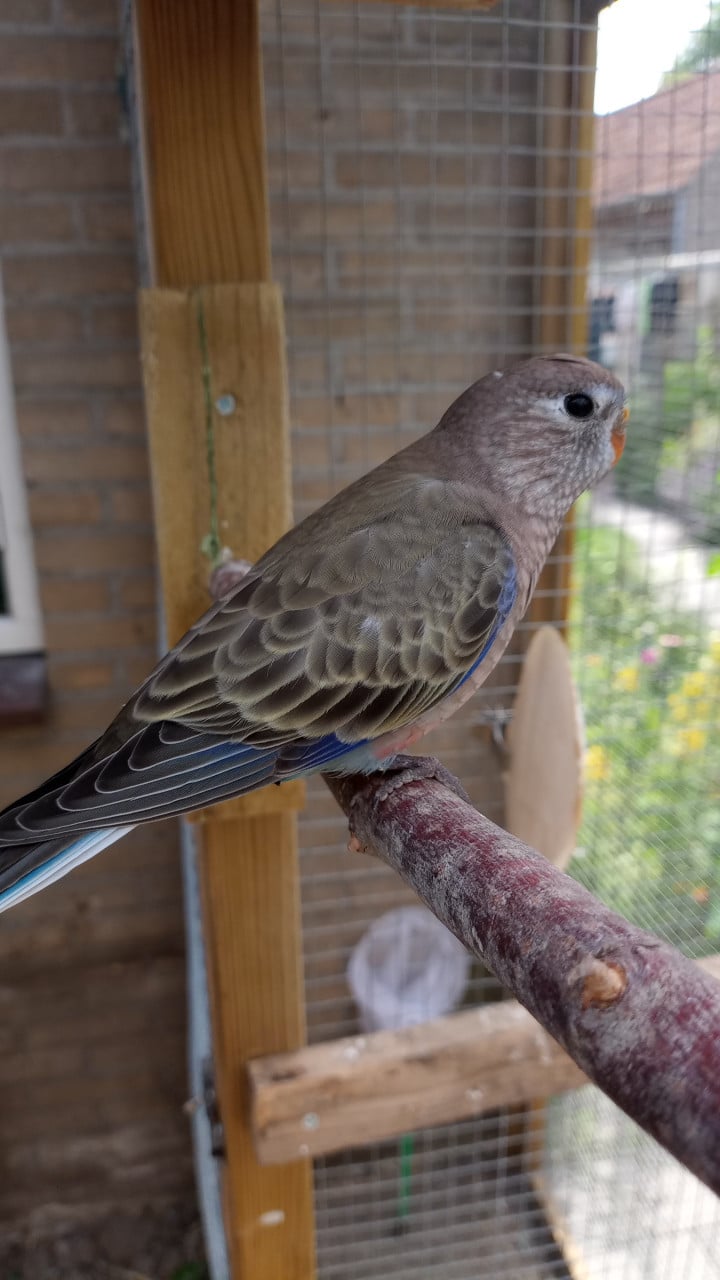 2 jonge bourkes (tam)