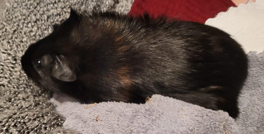 2 jonge cavia's  gratis te geef