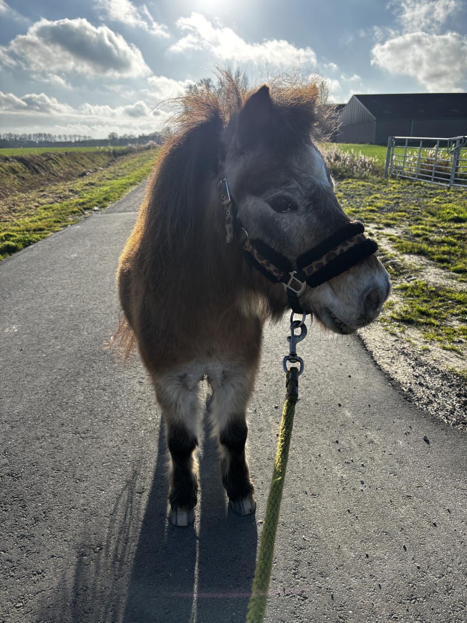 Verzorger gezocht voor onze mini pony’s 🐴❤️