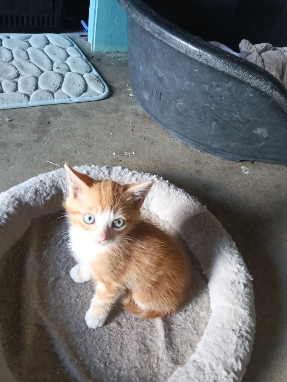 Jonge katjes