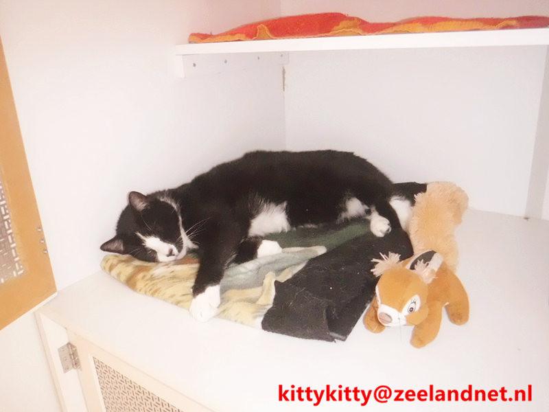 Kattenhotel Kitty Kitty, in Axel