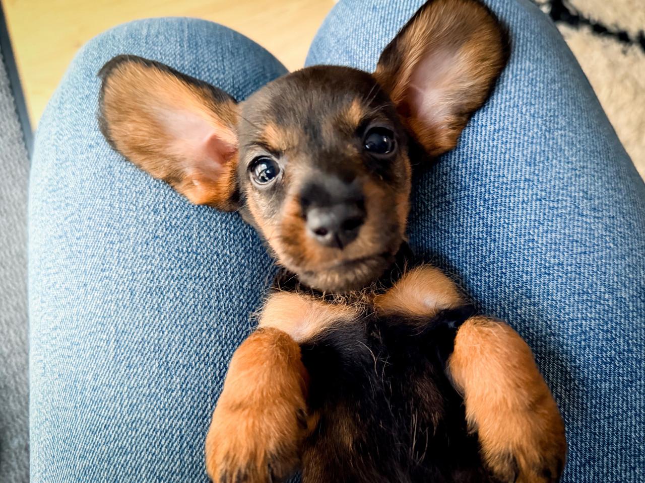 De Liefste Teckel pups