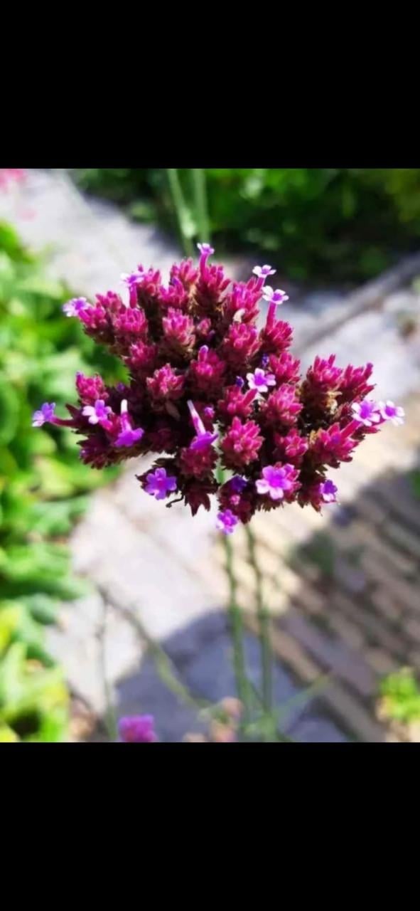 Verbena actie !!!