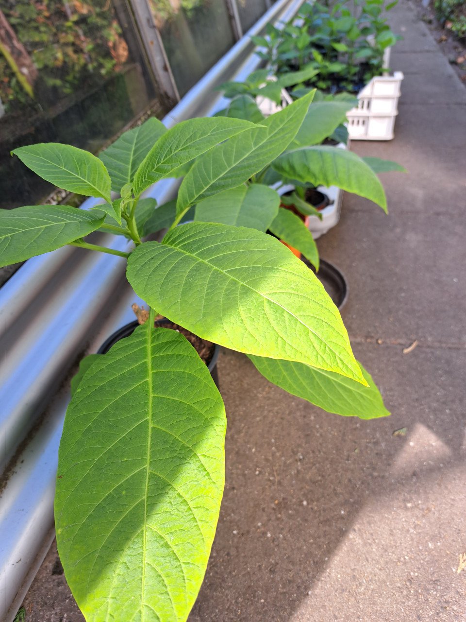 Brugmansia  stekken