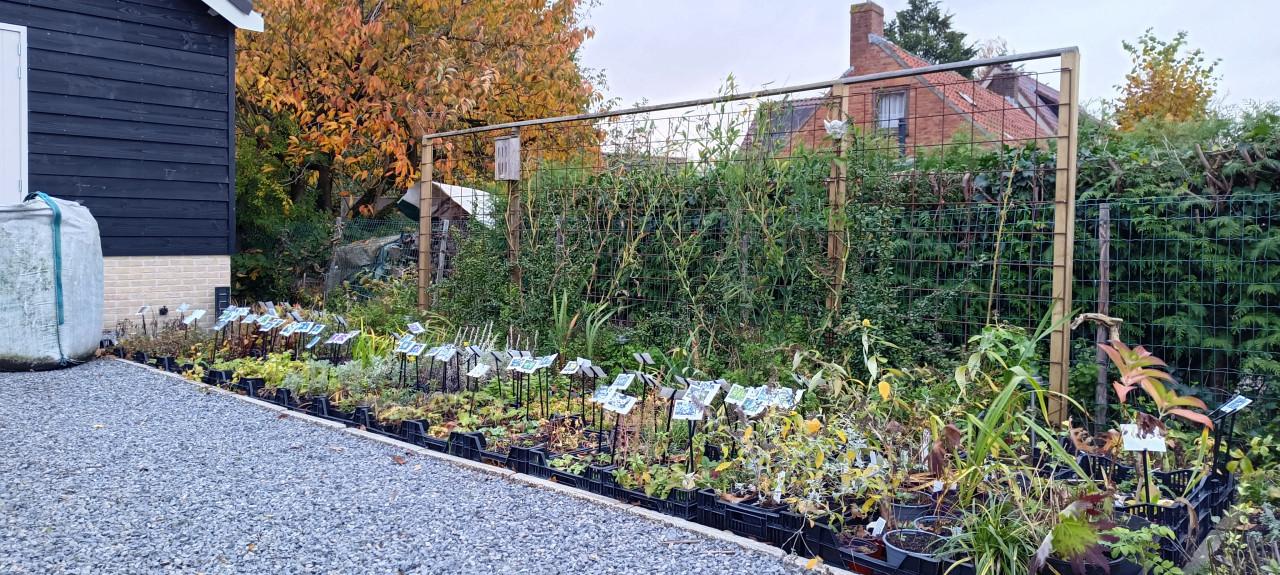 ENKEL op zaterdag 8 november planten slechts € 1,- p/st. + LAATSTE KANS +