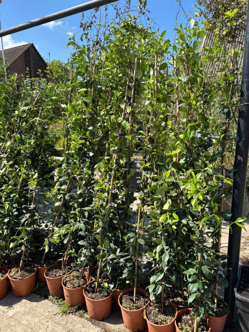 PLANTENKWEKERIJ ‘t GROENE LAND- Moederdagcadeaus