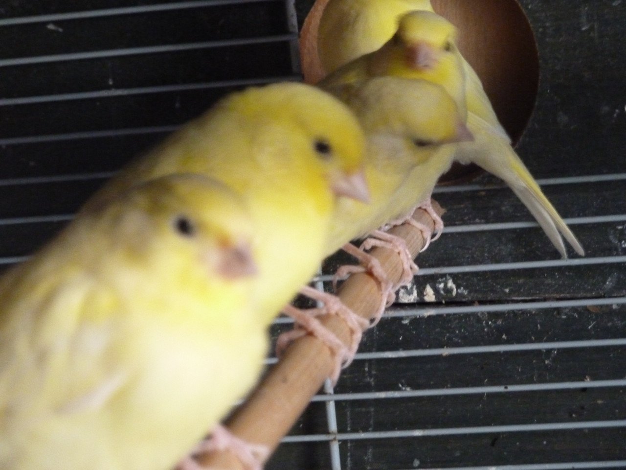 Jonge kanaries