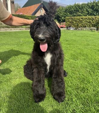 Labradoodle reutje (standaard maat)