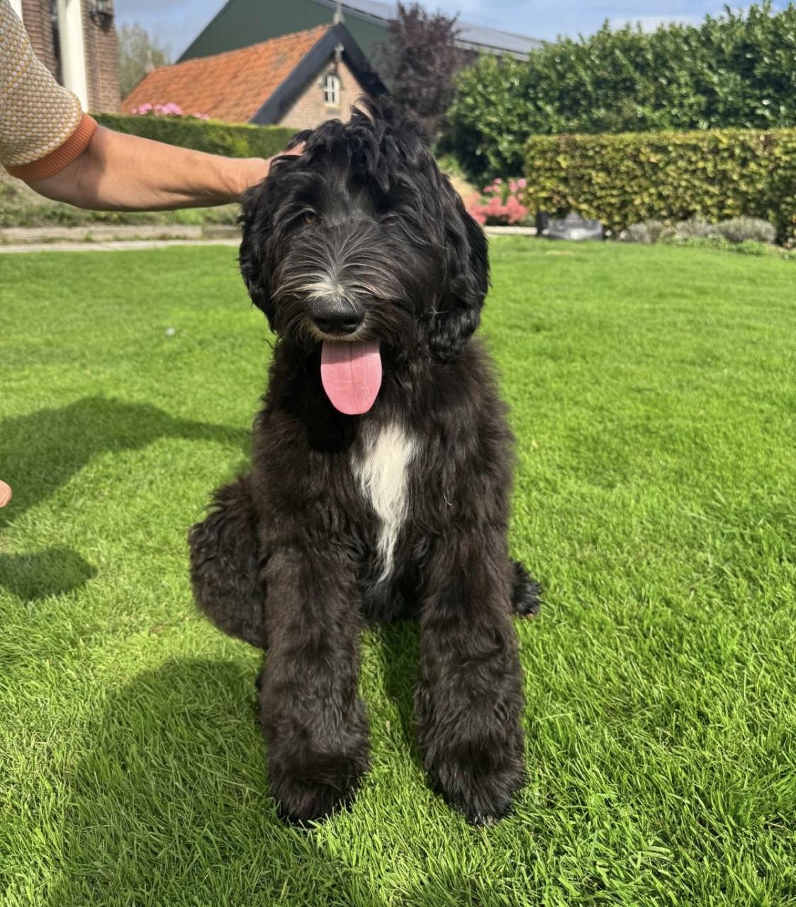 Labradoodle pups (standaard maat)