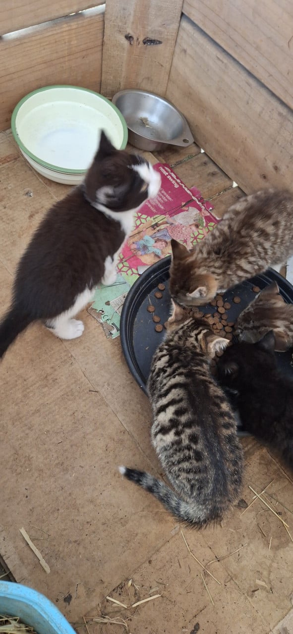 Lieve kittens te koop