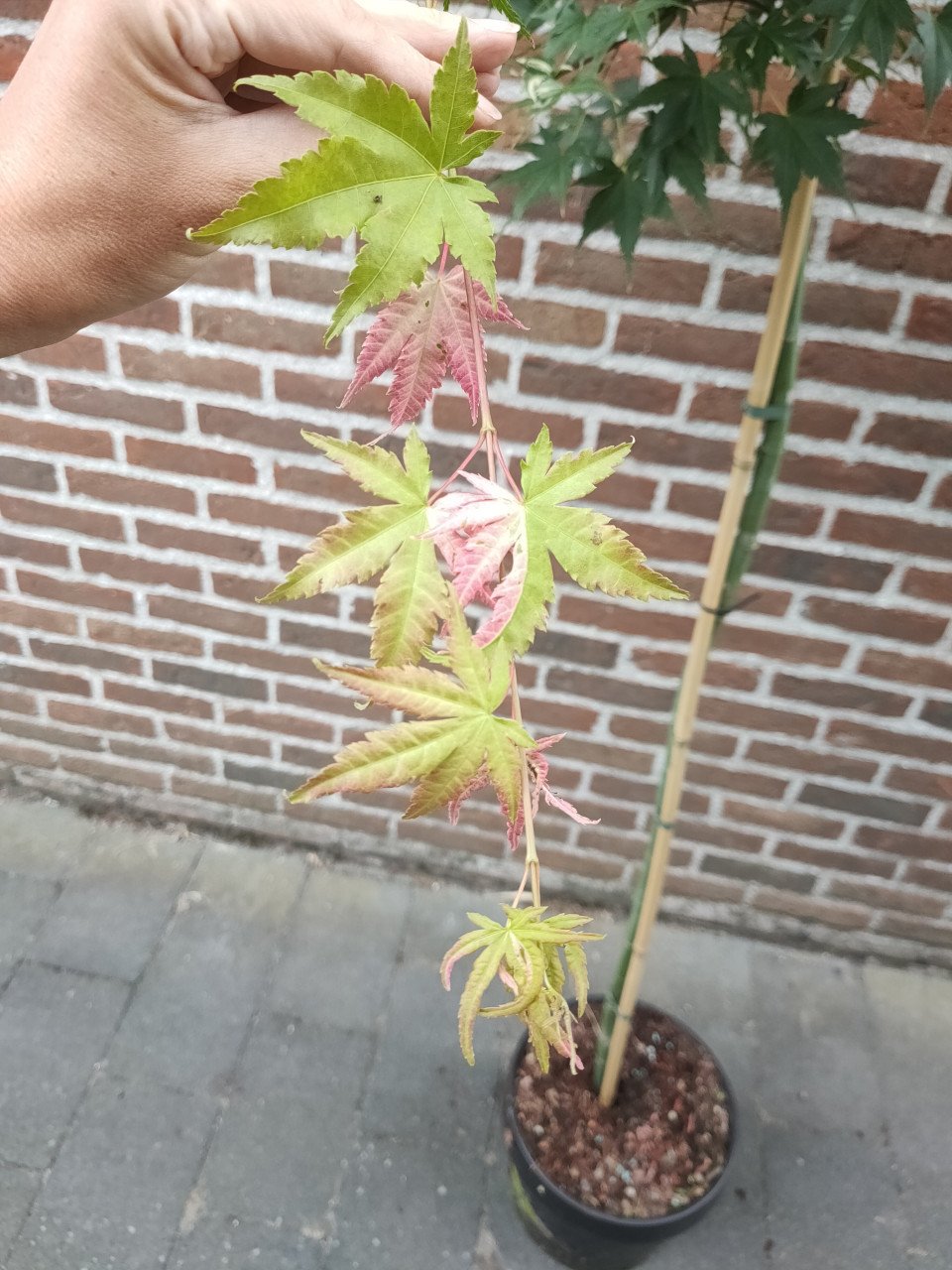 Japanse Esdoorn – Oridono Nishiki – 250cm