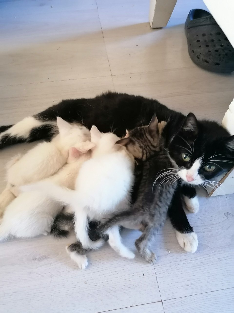 2 witte kittens