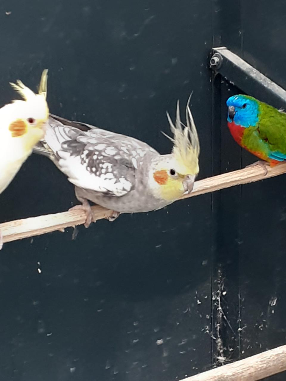 Onverwant jong koppel valkparkieten 2025