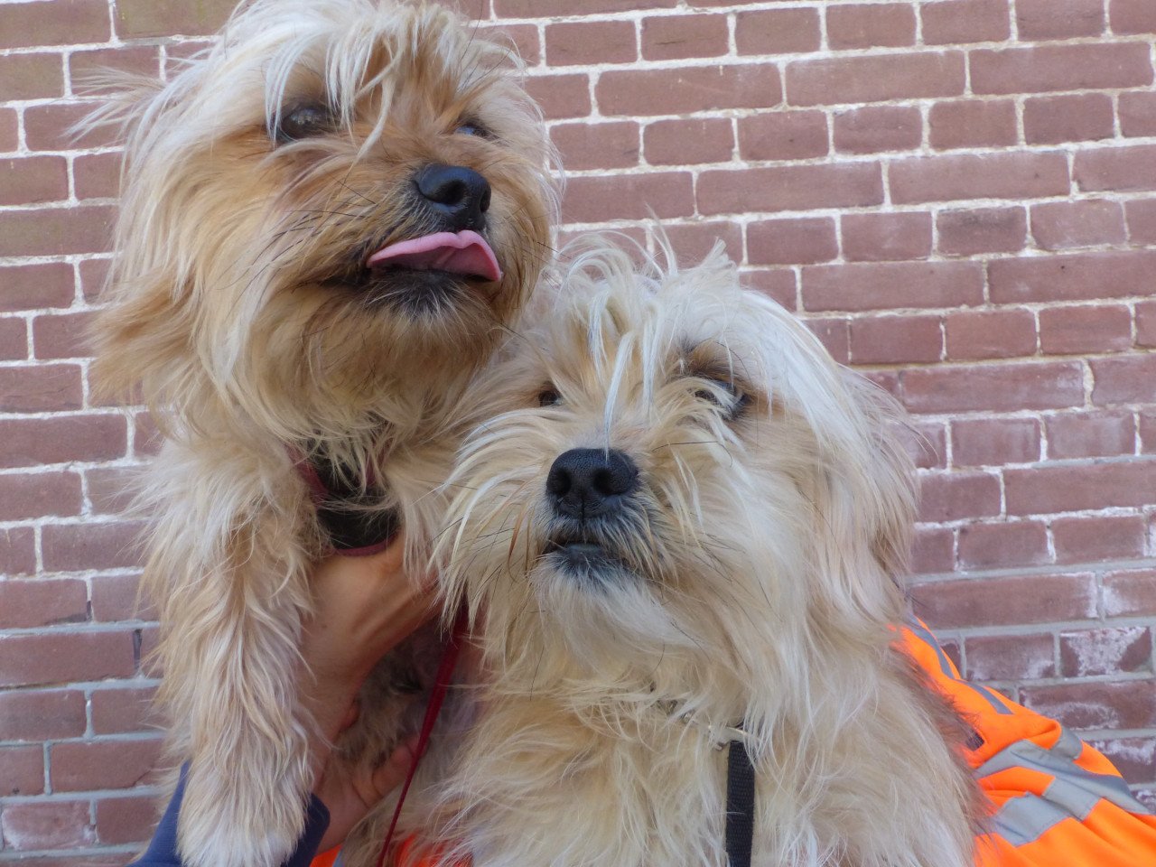 2 pups reutjes moeder Maltezer vader Yorkshire Terrier GEZOND SPEELS LIEF