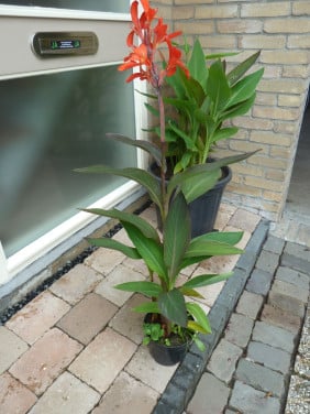 MOOIE BLOEIENDE CANNA