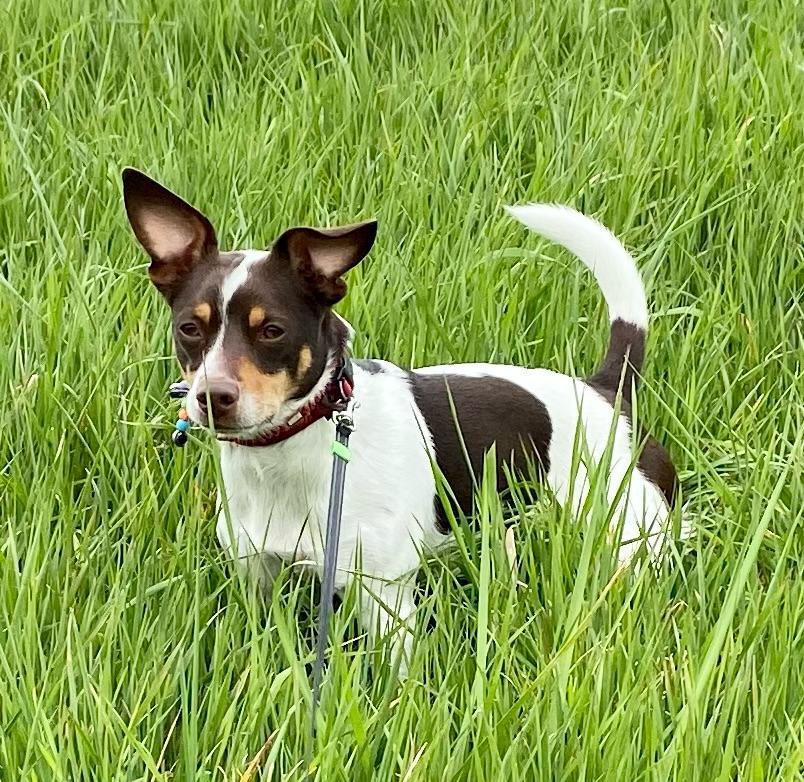 Lieve Jack Russel zoekt nieuw thuis
