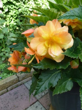 Mooie bloeiende knolbegonia