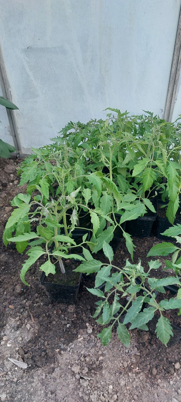 Tomaten planten