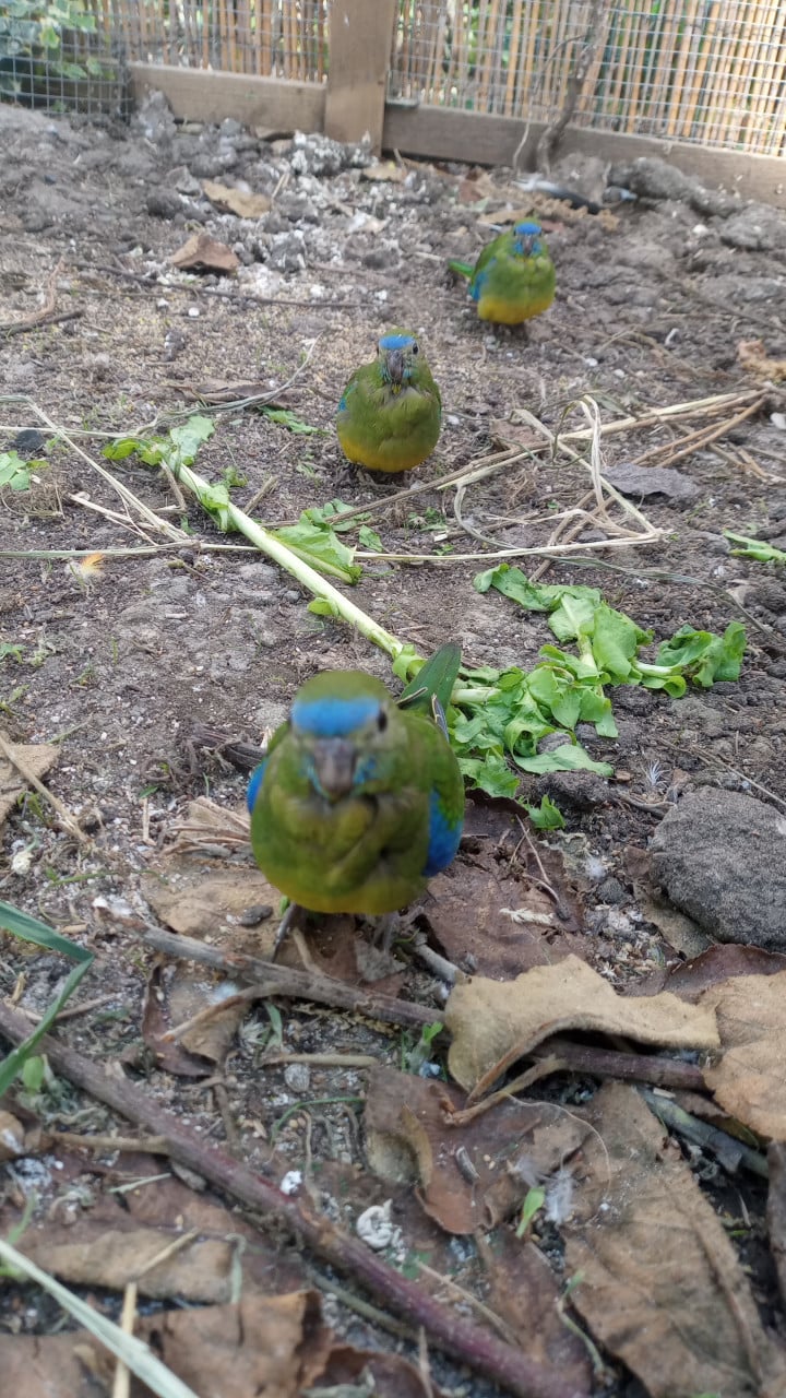Turquoisine parkieten (tam)